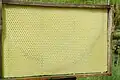 "Artificial honeycomb" foundation plate in which bees have already completed some cells