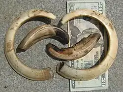 Pig tusks
