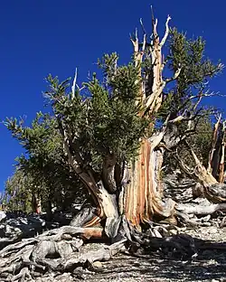 Oldest: Pinus longaeva can reach an age of 4,700 years.[4]