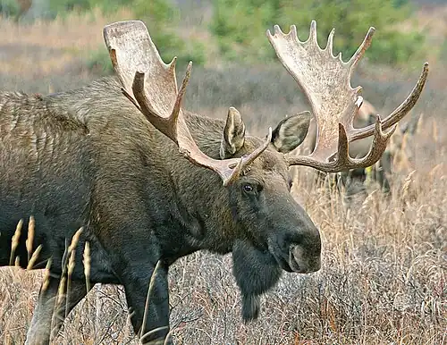 Alaska moose (A. alces gigas or A. americanus gigas), bull, Alaska