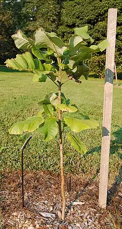 A sapling planted in the Tyler Arboretum