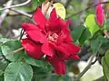 'Billy Boiler' 1927, lost for many years. A strongly scented 3-metre climber. Werribee Park