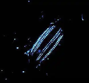 Image 37A Euplokamis comb jelly is bioluminescent. (from Animal coloration)
