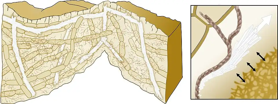 Model for biomineralization-mediated scaffolding of bacterial biofilms A directed growth of the calcium carbonate crystals allows mechanical support of the 3D structure. The bacterial extracellular matrix (brown) promotes the crystals' growth in specific directions.[117][116]