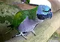 A captive female in China