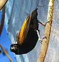 Male