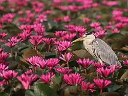 A grey heron amongst the water lilies at Chirakkal chira