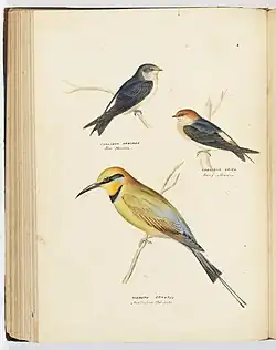 Watercolour painting of the tree martin (Petrochelidon nigricans), fairy martin (Petrochelidon ariel), and rainbow bee-eater (Merops ornatus),  1865