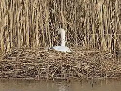 Nest of a mute swan, in Sweden