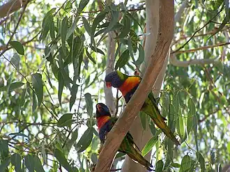 Rainbow lorikeets at Perry Lakes