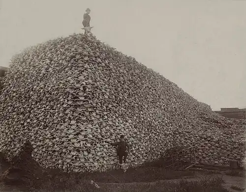 1870s photo of American bison skulls. By 1890, overhunting had reduced the&nbsp;population to 750.