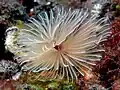 Bispira sp.