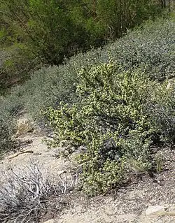 P. tridentata var. glandulosa on dry slope