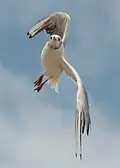 In flight near Großenbrode, Schleswig-Holstein; the bird is in a near-vertical position