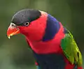 Upper body