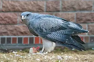 Showing the relatively uniform upperside plumage, at Tierpark Berlin