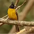 R. f. negata, Kaeng Krachan National Park, peninsular Thailand