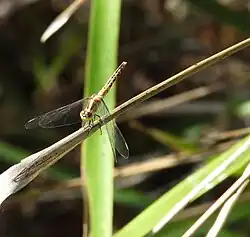 Female