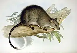 Drawing of brown and white rat