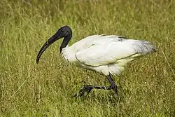 Black-headed ibis (Threskiornis melanocephalus)