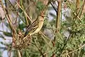 Juvenile (with white eye) P.&nbsp;c. bohndorffi, Kenya