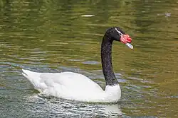 Black-necked swan (Cygnus melancoryphus) Santiago