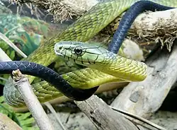 closeup of scales on body and head of snake