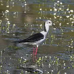 Black-winged stilt, Spain
