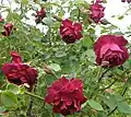 'Black Boy ' in early spring. Richly scented, climbing to four metres. Margaret Furness photo.