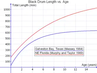 Black drum