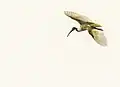 Black-headed ibis
