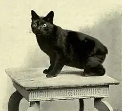 Historical photo of a black Manx cat sitting on a table