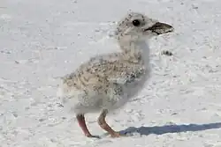 Chick