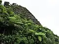 Cyathea medullaris on Te Rau-o-te-Huia / Mount Donald McLean