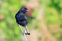 Black wheatear, Garraf, Barcelona