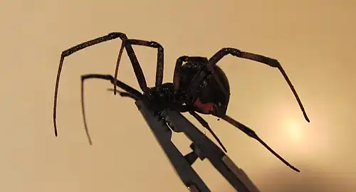 L. hesperus profile