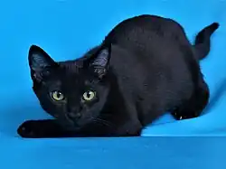 Black full colour