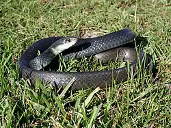 North American racer (Coluber constrictor)