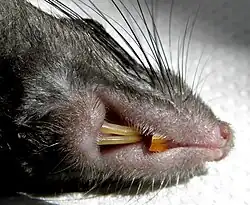 Incisors of Black Rat (Rattus rattus).