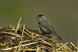 Eurasian blackcap, Aosta Valley