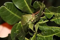 A bladder cicada (Cystosoma saundersii) camouflaging itself as a leaf