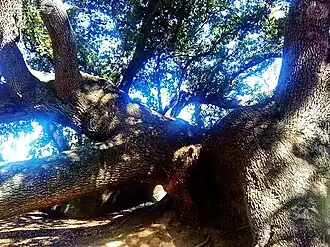 The tree up close