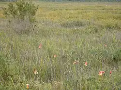 Christmas bells in sedge heath near Surveyors Creek