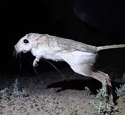 Brown jerboa
