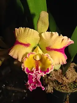 A × Brassolaeliocattleya ("BLC") Paradise Jewel 'Flame' hybrid orchid