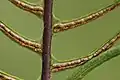 A fertile leaf with sori