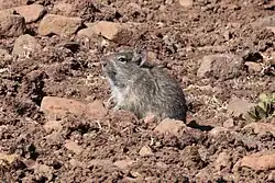 Gray rat