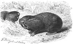Black and white drawing of mole-rats