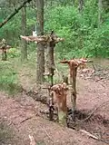 Environmental art in Bloak Moss Woods