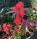Ricinus plant